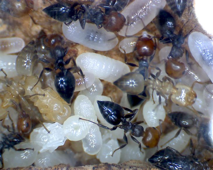 Crematogaster scutellaris brood